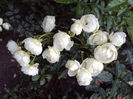 DSC09642