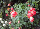 DSC09644