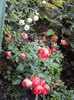 DSC09645