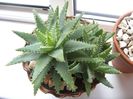 aloe brevifolia