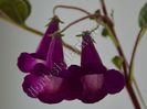xSmithicodonia Heartland s Joy