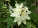 white weeding