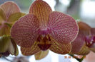 DSC_0039 (2)