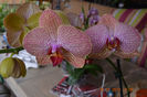 DSC_0043 (2)