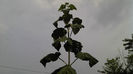 2013-08-25_09-35-19_632
