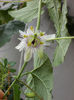 31 august 2013-flori 010