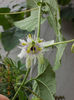 31 august 2013-flori 011