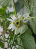 31 august 2013-flori 012