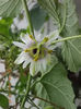 31 august 2013-flori 014