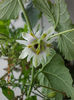 31 august 2013-flori 016