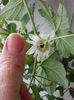 31 august 2013-flori 018