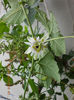 31 august 2013-flori 023