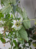 31 august 2013-flori 024