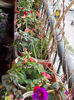 31 august 2013-flori 061