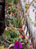 31 august 2013-flori 062