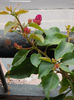 31 august 2013-flori 075