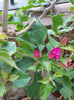 31 august 2013-flori 076