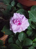 31 august 2013-flori 086