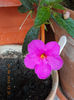 31 august 2013-flori 112