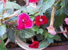 31 august 2013-flori 116
