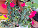 31 august 2013-flori 121
