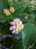 31 august 2013-flori 123