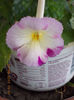 31 august 2013-flori 049