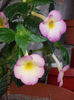 31 august 2013-flori 069