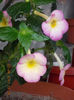 31 august 2013-flori 071