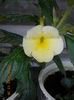 achimenantha himalayan sunrise