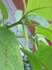31 august 2013-flori 068