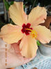 31 august 2013-flori 091