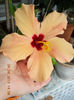 hibi cairo apricot