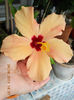31 august 2013-flori 093