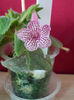 31 august 2013-flori 143