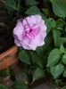 31 august 2013-flori 099