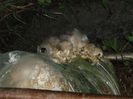 MARCA ...  PLEUROTUS