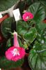 SRG's Cherry Lady