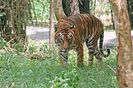 Bengal_tiger