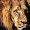 Asiatic_lion