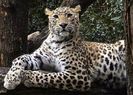 Indian_Leopard