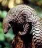 indian_pangolin