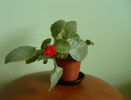 episcia Lemon Zest