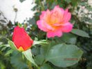 IMG_8845