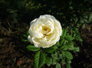Uetersener Klosterrose