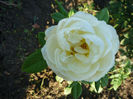 Uetersener Klosterrose