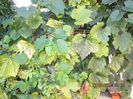 IMG_8605