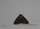 IMG_8572
