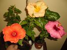 Hibiscus grup