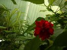 DSCN0932